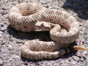 closeup of snake