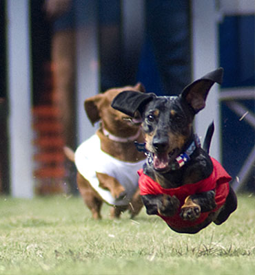 dachshunds running for Weiner Race